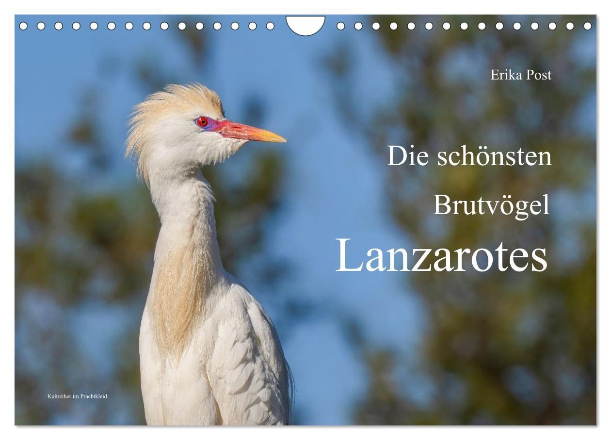 Die schönsten Brutvögel Lanzarotes (Wandkalender 2027 DIN A4 quer) CALVENDO Monatskalender