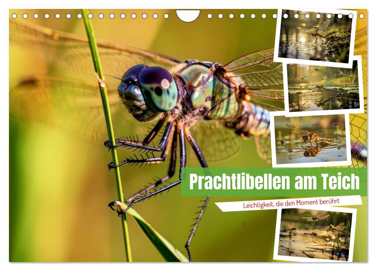Prachtlibellen am Teich (Wandkalender 2027 DIN A4 quer) CALVENDO Monatskalender