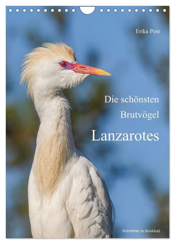 Die schönsten Brutvögel Lanzarotes (Wandkalender 2027 DIN A4 hoch) CALVENDO Monatskalender