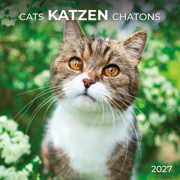 Katzen / Cats 2027