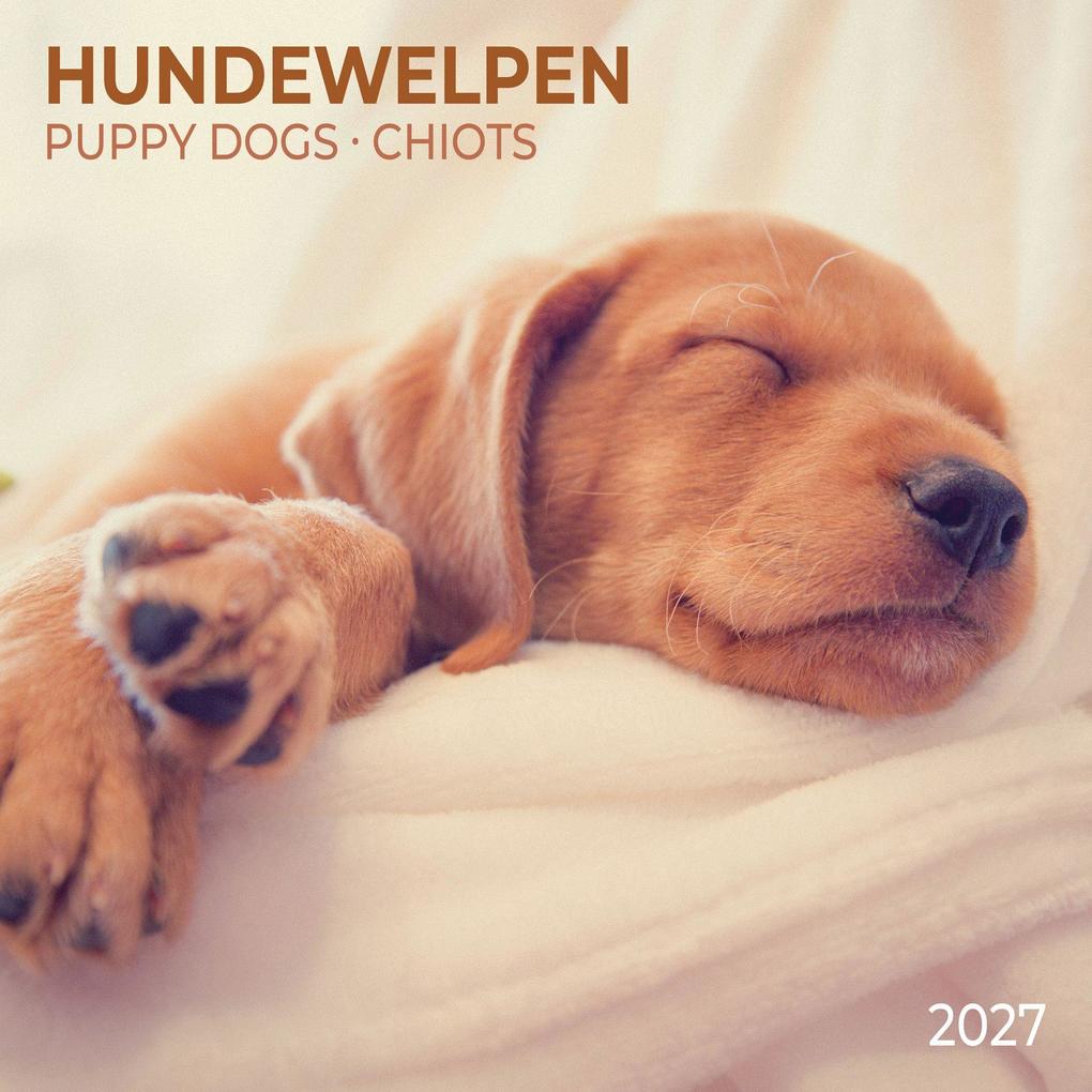 Hundewelpen / Puppy Dogs 2027