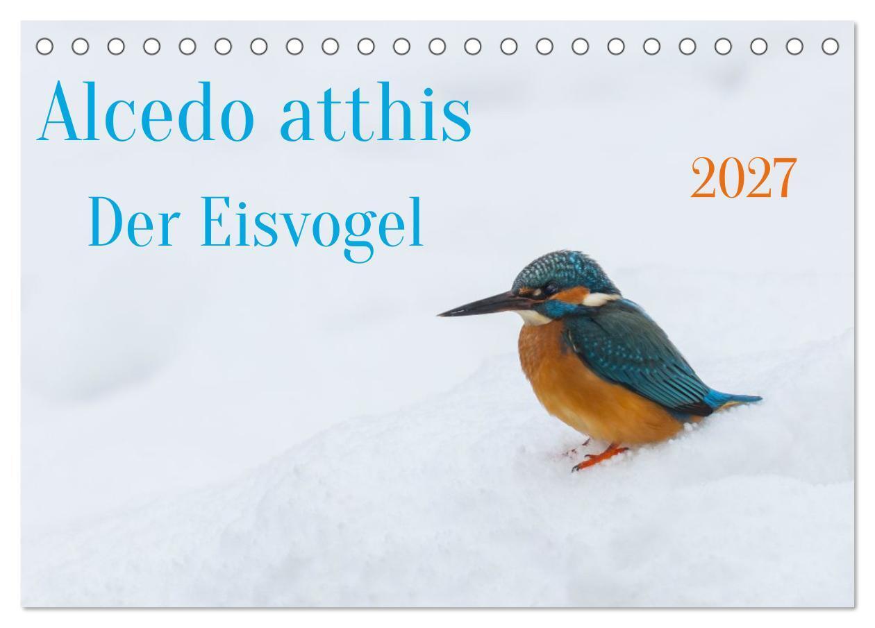 Alcedo atthis. Der Eisvogel (Tischkalender 2027 DIN A5 quer) CALVENDO Monatskalender