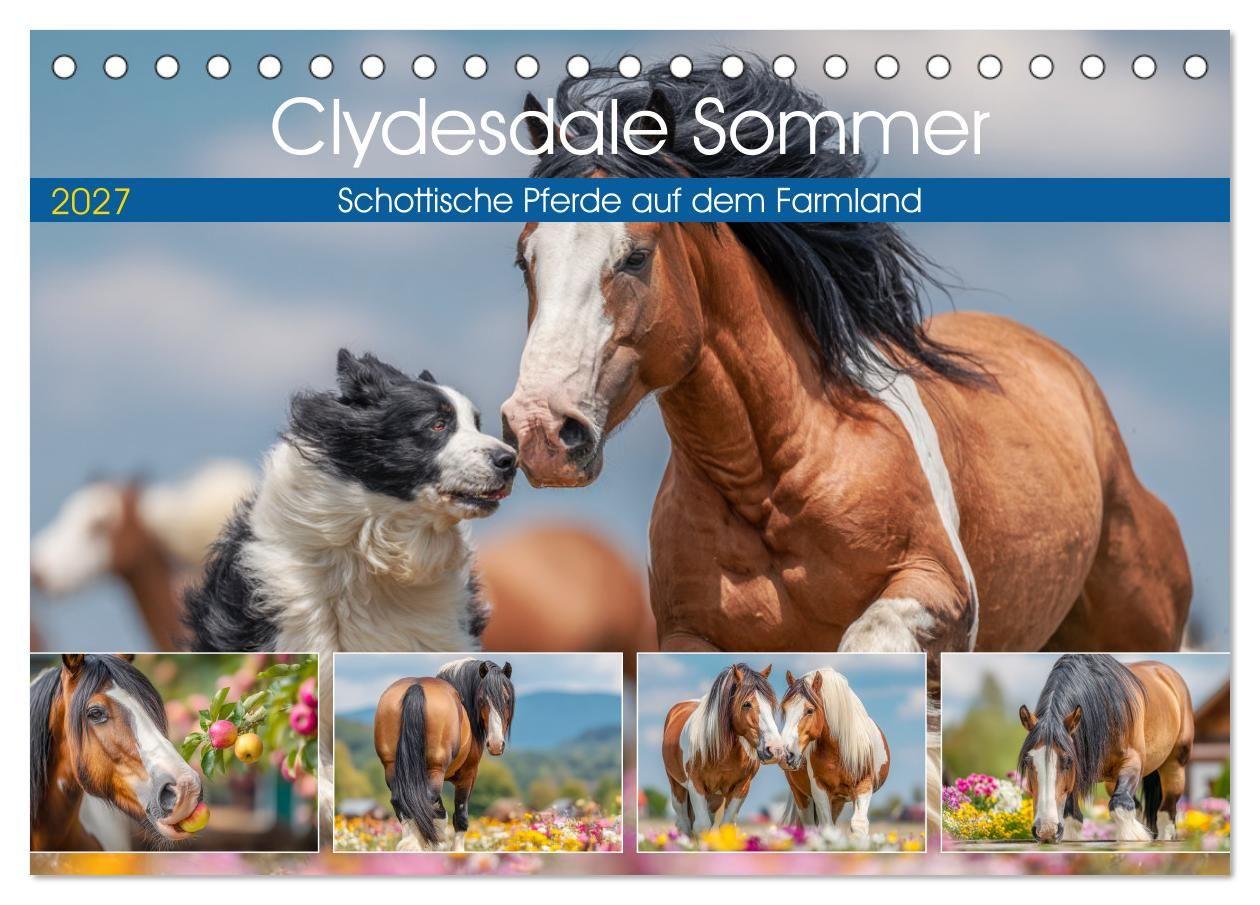 Clydesdale Sommer. Schottische Pferde auf dem Farmland (Tischkalender 2027 DIN A5 quer) CALVENDO Monatskalender