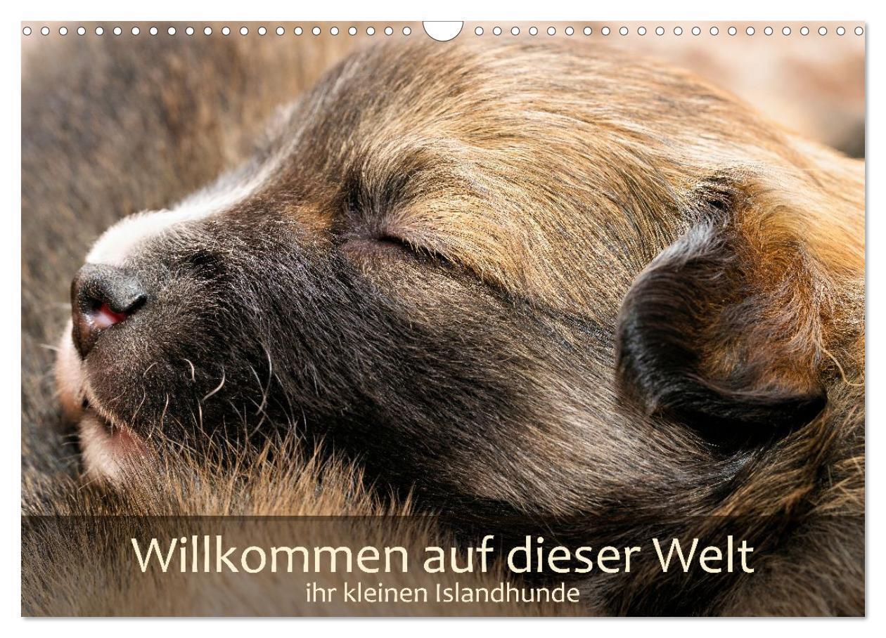 Willkommen auf dieser Welt ihr kleinen Islandhunde (Wandkalender 2027 DIN A3 quer) CALVENDO Monatskalender