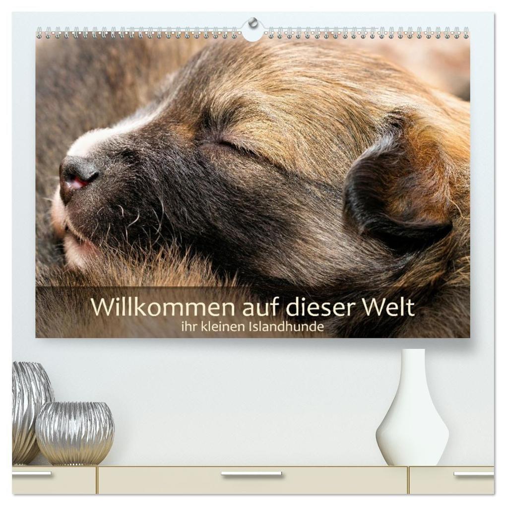 Willkommen auf dieser Welt ihr kleinen Islandhunde (hochwertiger Premium Wandkalender 2027 DIN A2 quer) Kunstdruck in Hochglanz