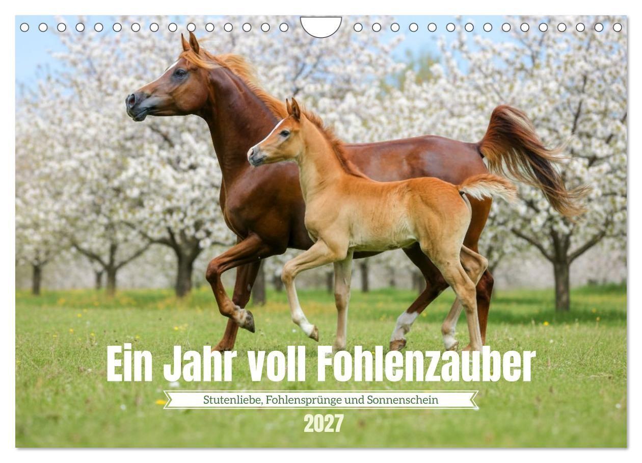 Ein Jahr voll Fohlenzauber (Wandkalender 2027 DIN A4 quer) CALVENDO Monatskalender