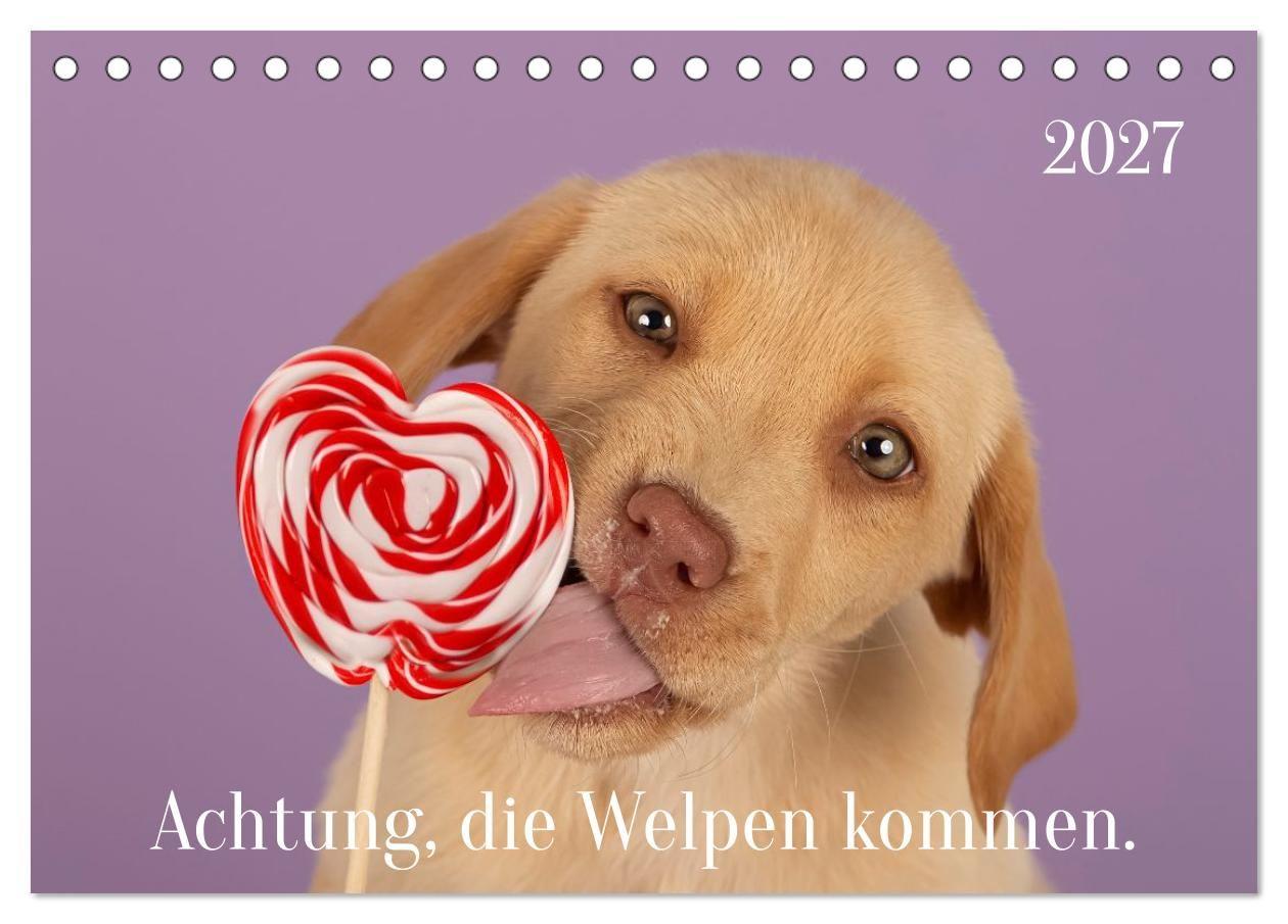 Achtung die Welpen kommen. (Tischkalender 2027 DIN A5 quer) CALVENDO Monatskalender