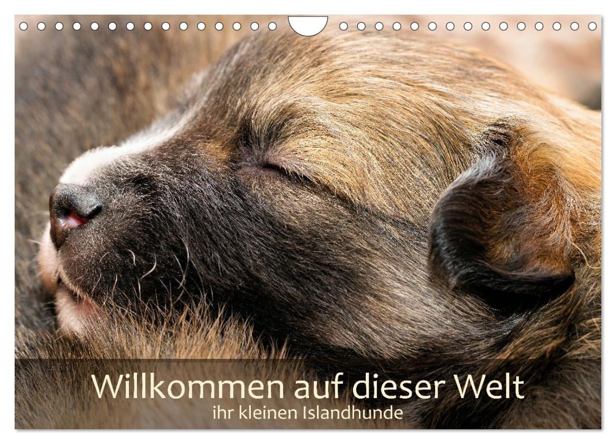 Willkommen auf dieser Welt ihr kleinen Islandhunde (Wandkalender 2027 DIN A4 quer) CALVENDO Monatskalender