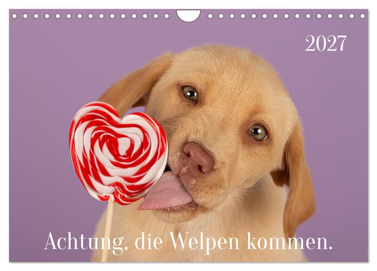 Achtung die Welpen kommen. (Wandkalender 2027 DIN A4 quer) CALVENDO Monatskalender