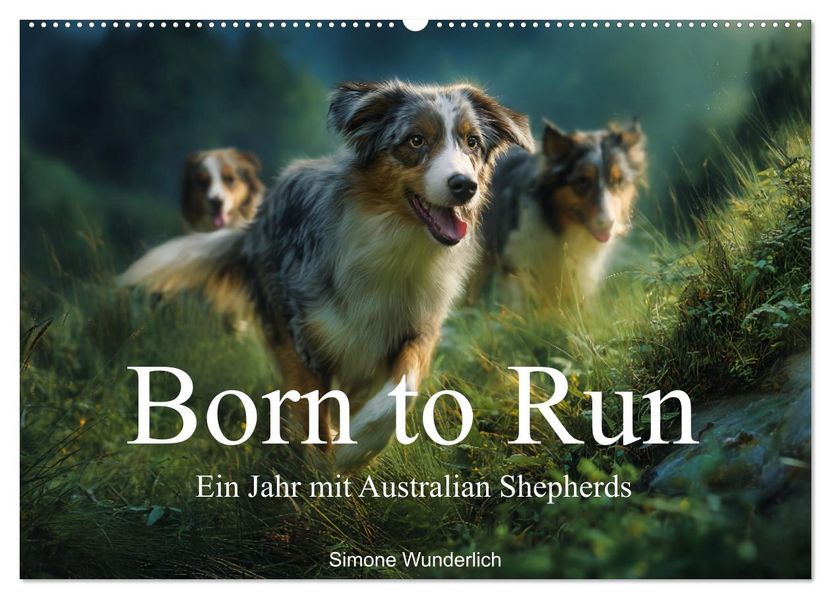Born to run - Ein Jahr mit Australian Shepherds (Wandkalender 2027 DIN A2 quer) CALVENDO Monatskalender