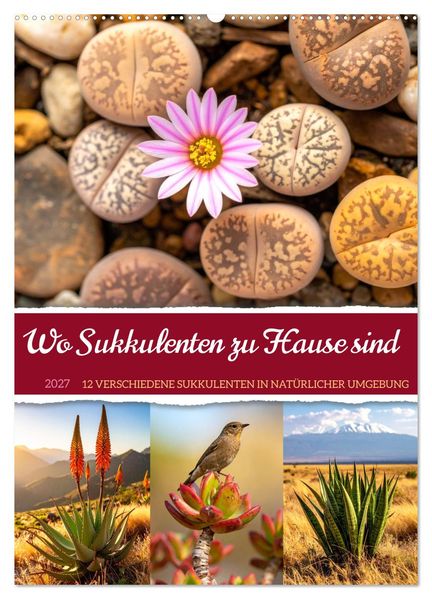 Wo Sukkulenten zu Hause sind (Wandkalender 2027 DIN A2 hoch) CALVENDO Monatskalender