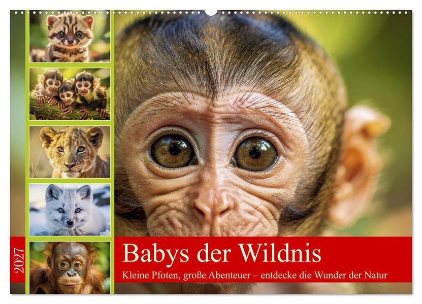 Babys der Wildnis (Wandkalender 2027 DIN A2 quer) CALVENDO Monatskalender