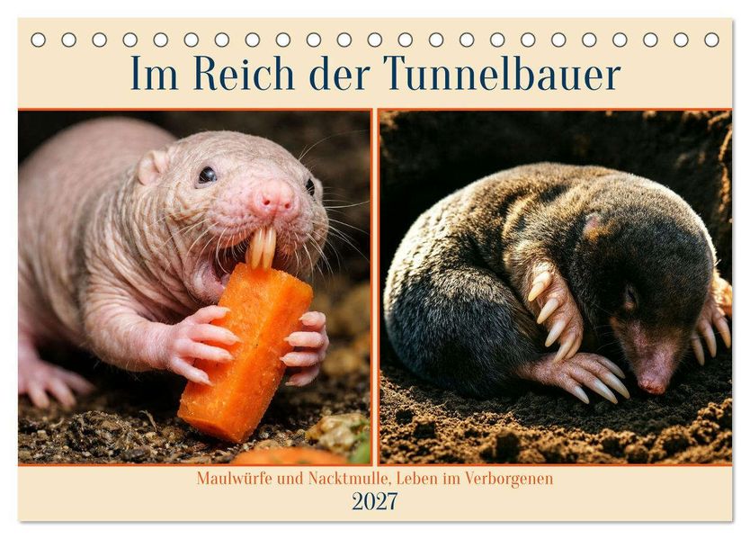 Im Reich der Tunnelbauer - Maulwürfe und Nacktmulle Leben im Verborgenen (Tischkalender 2027 DIN A5 quer) CALVENDO Monatskalender