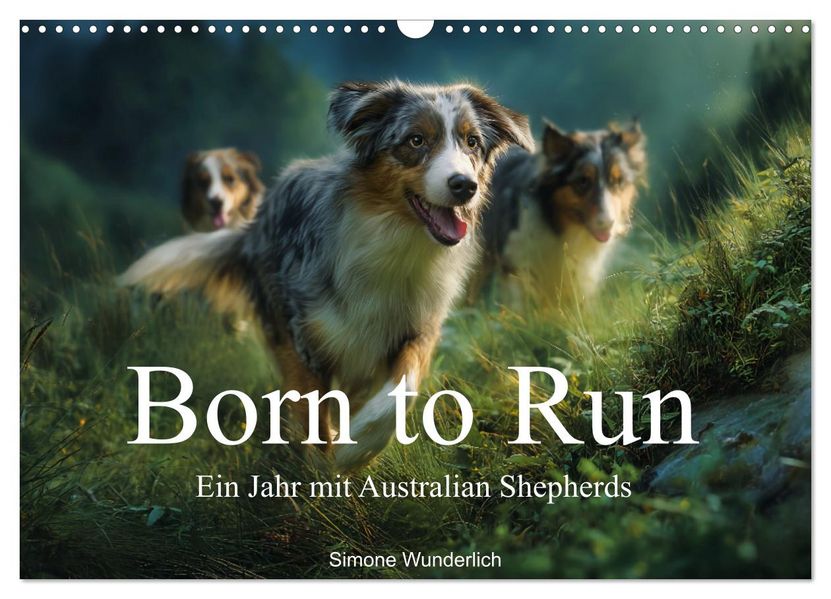 Born to run - Ein Jahr mit Australian Shepherds (Wandkalender 2027 DIN A3 quer) CALVENDO Monatskalender