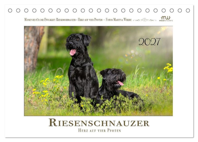 Riesenschnauzer - Herz auf vier Pfoten (Tischkalender 2027 DIN A5 quer) CALVENDO Monatskalender