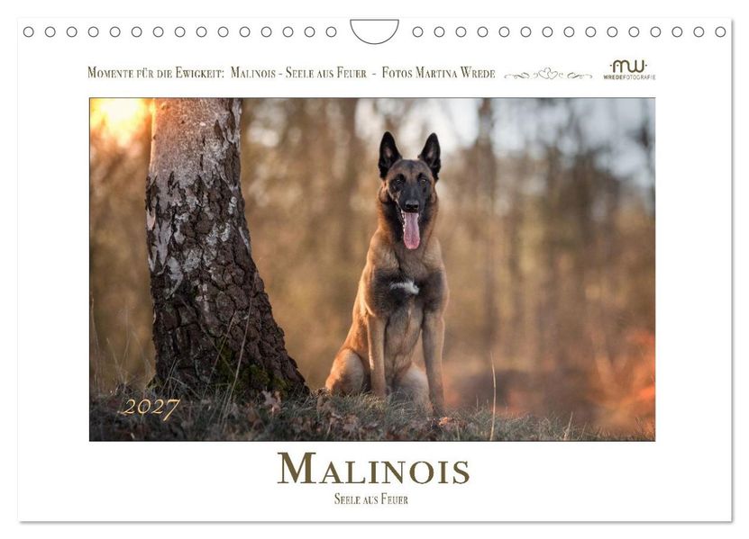 Malinois - Seelen aus Feuer (Wandkalender 2027 DIN A4 quer) CALVENDO Monatskalender