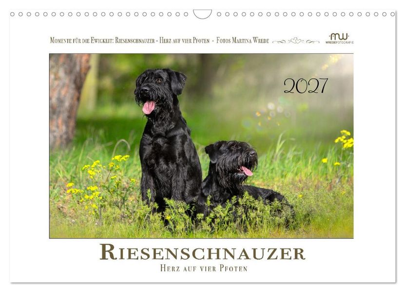 Riesenschnauzer - Herz auf vier Pfoten (Wandkalender 2027 DIN A3 quer) CALVENDO Monatskalender