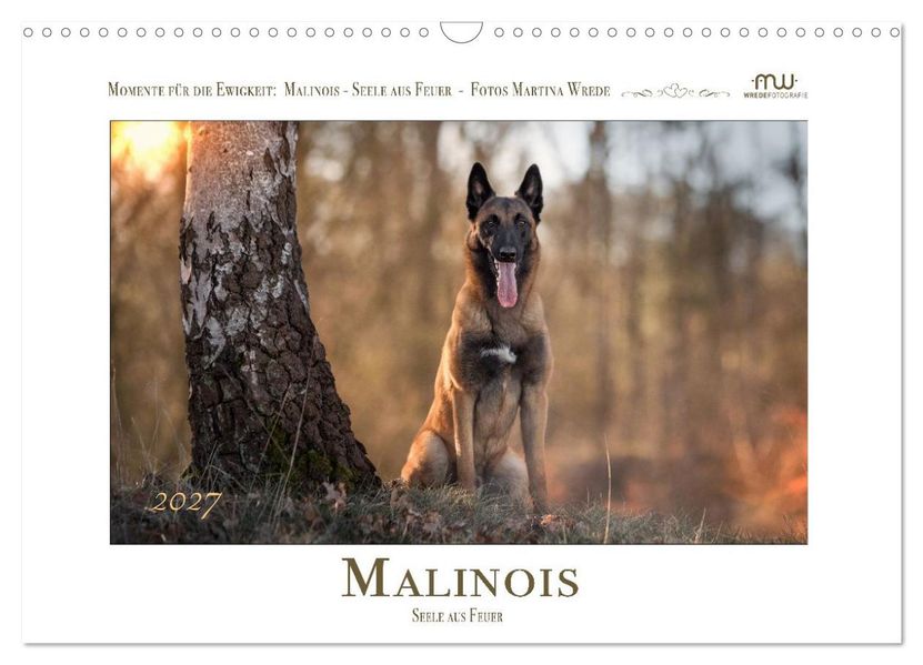 Malinois - Seelen aus Feuer (Wandkalender 2027 DIN A3 quer) CALVENDO Monatskalender