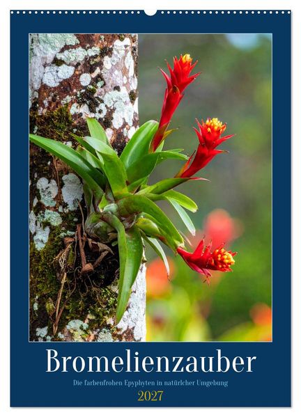 Bromelienzauber (Wandkalender 2027 DIN A2 hoch) CALVENDO Monatskalender