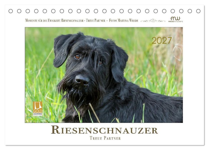 Riesenschnauzer - Treue Partner (Tischkalender 2027 DIN A5 quer) CALVENDO Monatskalender