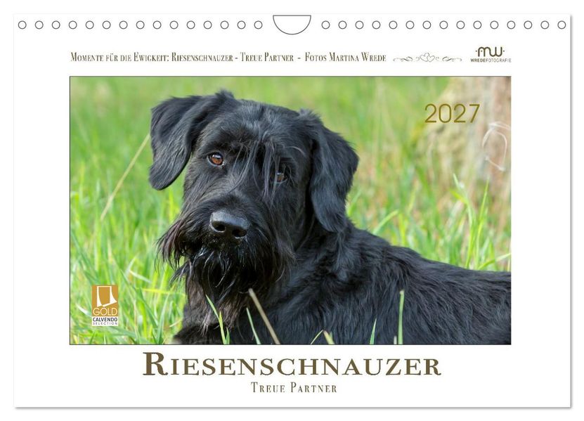 Riesenschnauzer - Treue Partner (Wandkalender 2027 DIN A4 quer) CALVENDO Monatskalender