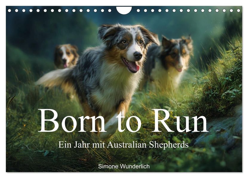 Born to run - Ein Jahr mit Australian Shepherds (Wandkalender 2027 DIN A4 quer) CALVENDO Monatskalender
