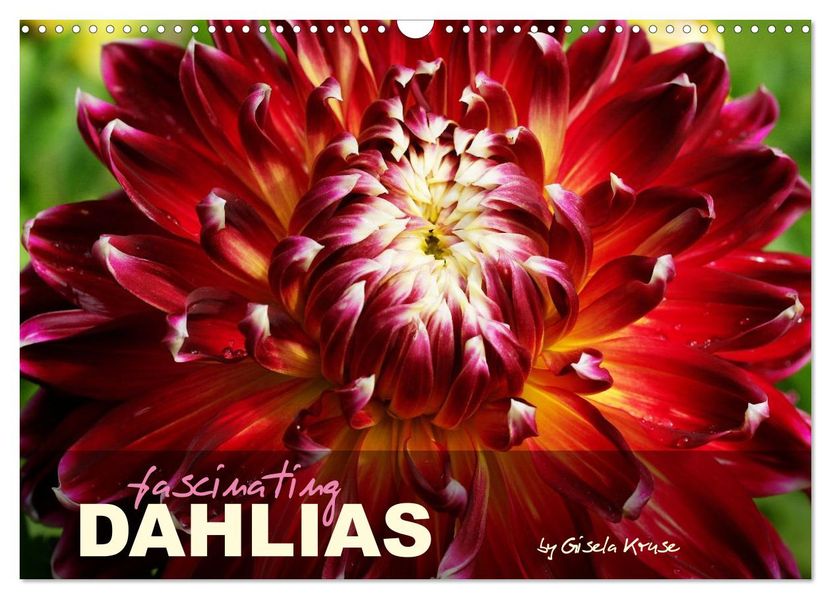 Fascinating Dahlias (Wall Calendar 2027 DIN A3 landscape) CALVENDO 12 Month Wall Calendar