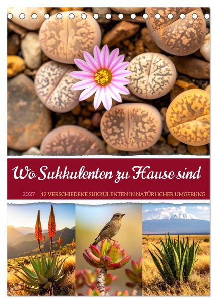 Wo Sukkulenten zu Hause sind (Tischkalender 2027 DIN A5 hoch) CALVENDO Monatskalender