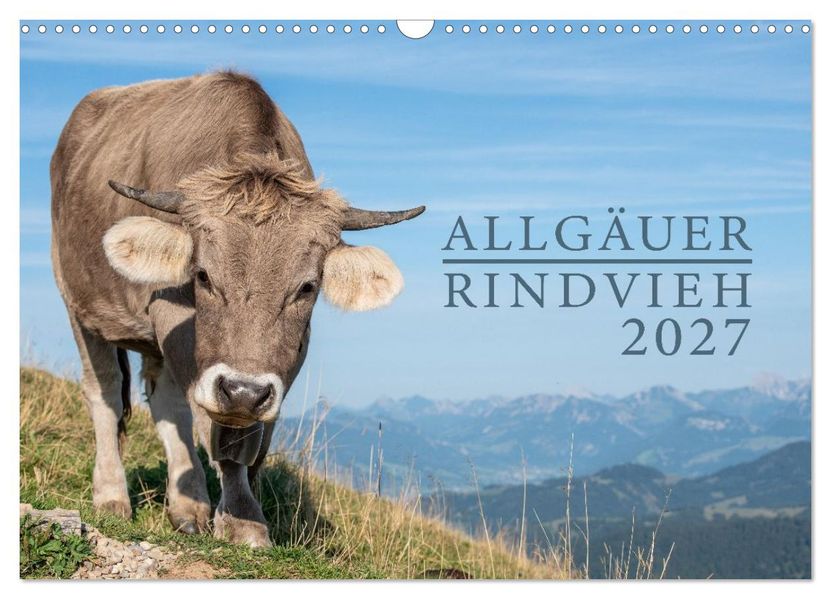Allgäuer Rindvieh 2027 (Wandkalender 2027 DIN A3 quer) CALVENDO Monatskalender