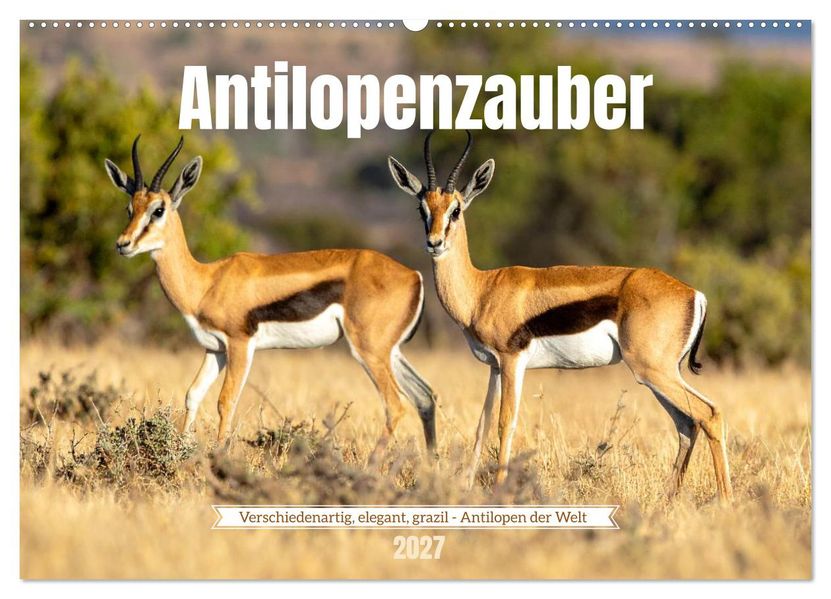 Antilopenzauber (Wandkalender 2027 DIN A2 quer) CALVENDO Monatskalender