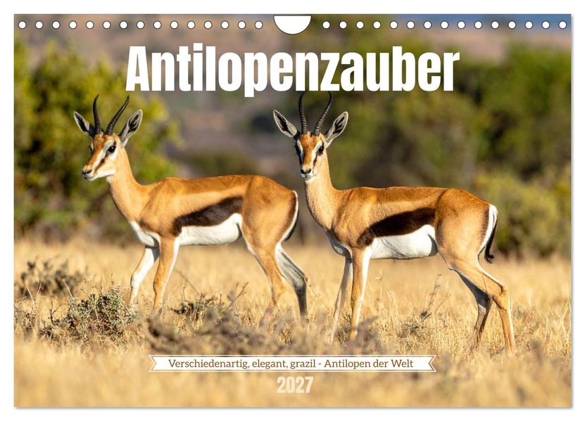 Antilopenzauber (Wandkalender 2027 DIN A4 quer) CALVENDO Monatskalender