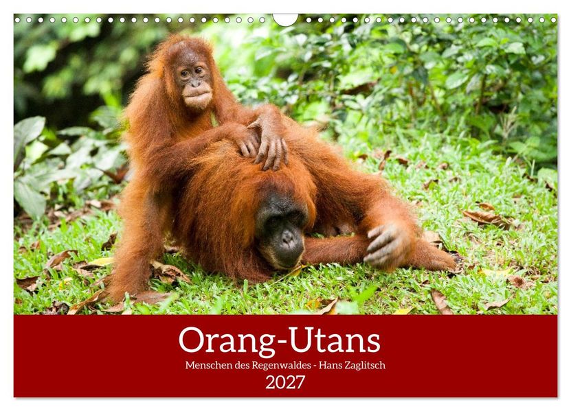 Orang-Utans - Menschen des Regenwaldes (Wandkalender 2027 DIN A3 quer) CALVENDO Monatskalender