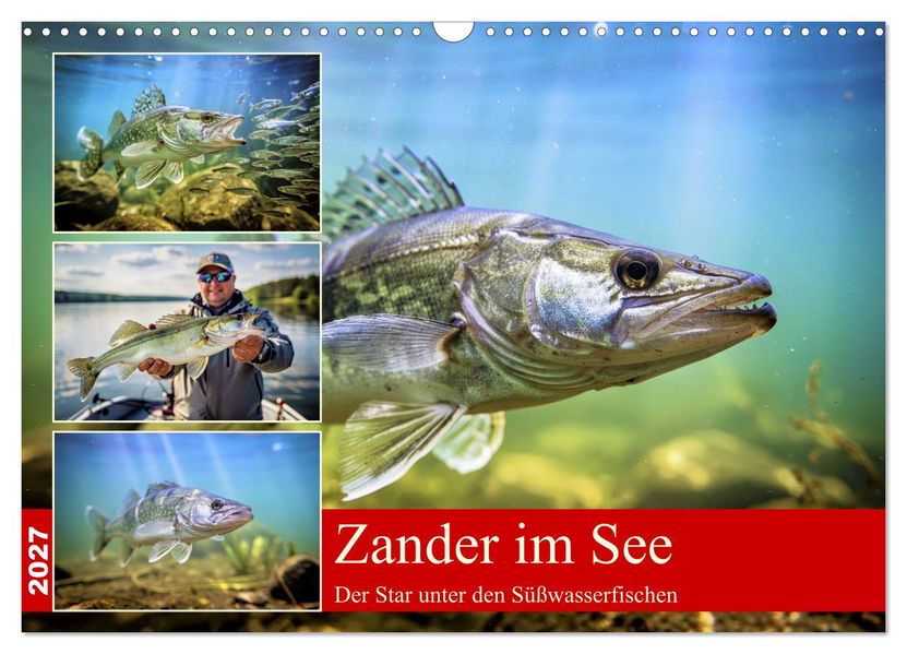 Zander im See (Wandkalender 2027 DIN A3 quer) CALVENDO Monatskalender