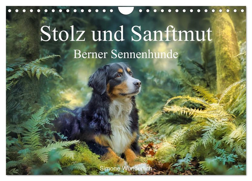 Stolz und Sanftmut - Berner Sennenhunde (Wandkalender 2027 DIN A4 quer) CALVENDO Monatskalender