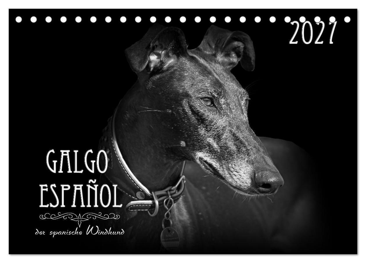Galgo Español - der spanische Windhund 2027 (Tischkalender 2027 DIN A5 quer) CALVENDO Monatskalender