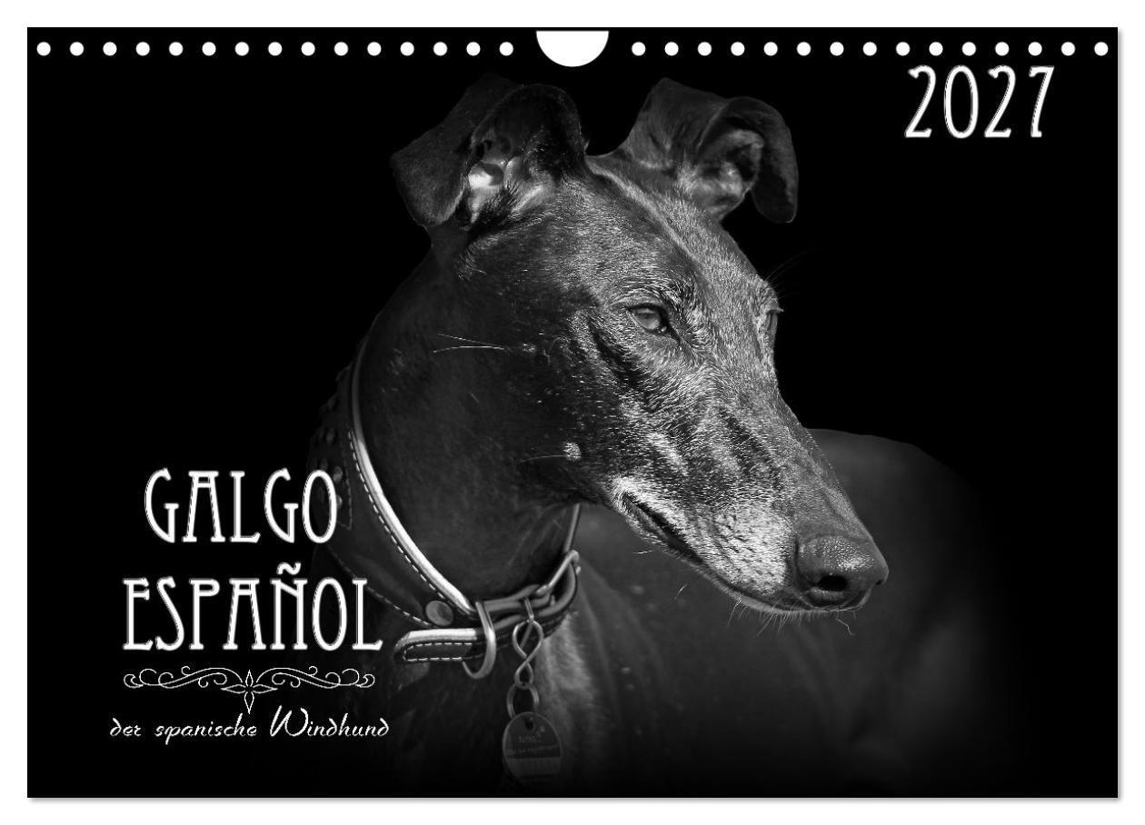 Galgo Español - der spanische Windhund 2027 (Wandkalender 2027 DIN A4 quer) CALVENDO Monatskalender