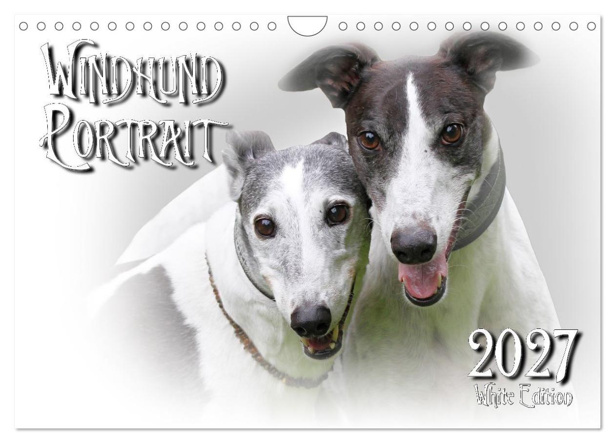 Windhund Portrait 2027 White Edition (Wandkalender 2027 DIN A4 quer) CALVENDO Monatskalender