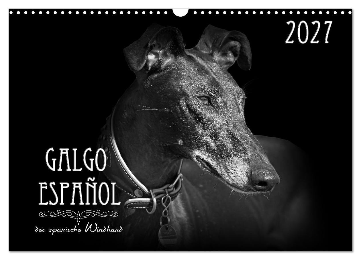 Galgo Español - der spanische Windhund 2027 (Wandkalender 2027 DIN A3 quer) CALVENDO Monatskalender