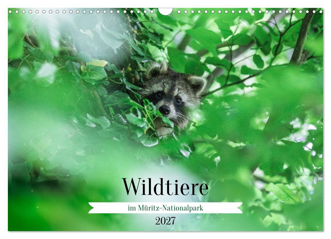 Wildtiere im Müritz-Nationalpark (Wandkalender 2027 DIN A3 quer) CALVENDO Monatskalender