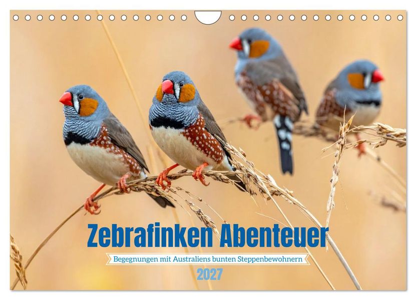 Zebrafinken Abenteuer (Wandkalender 2027 DIN A4 quer) CALVENDO Monatskalender