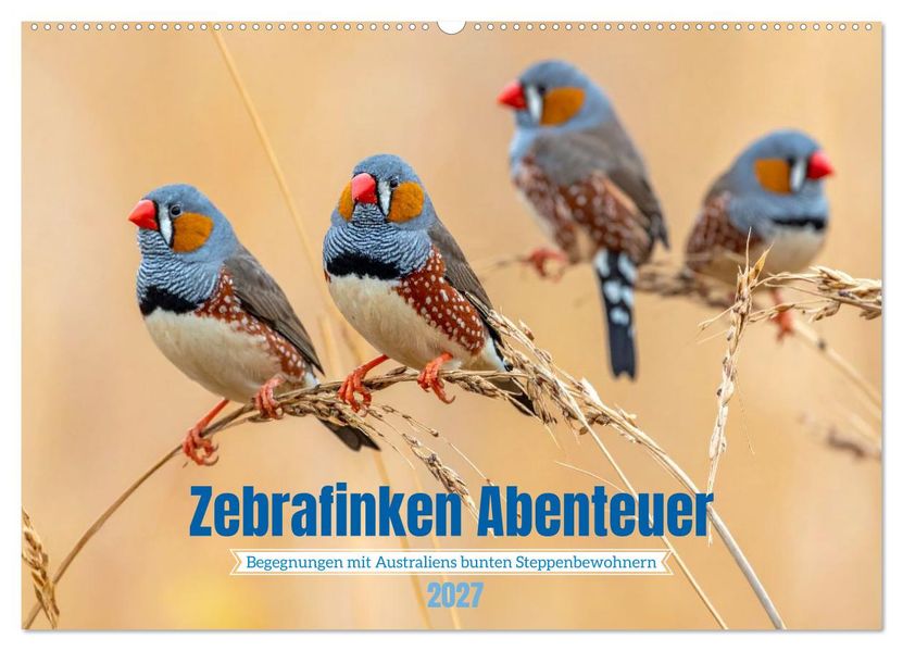 Zebrafinken Abenteuer (Wandkalender 2027 DIN A2 quer) CALVENDO Monatskalender