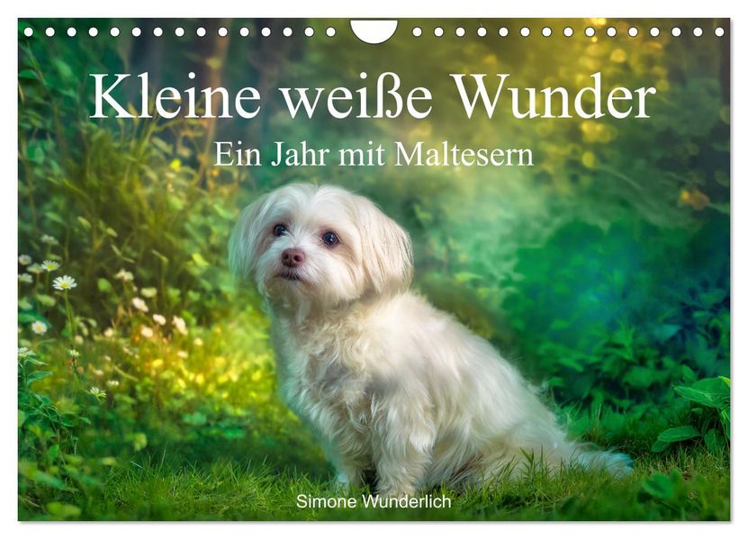 Kleine weiße Wunder - ein Jahr mit Maltesern (Wandkalender 2027 DIN A4 quer) CALVENDO Monatskalender