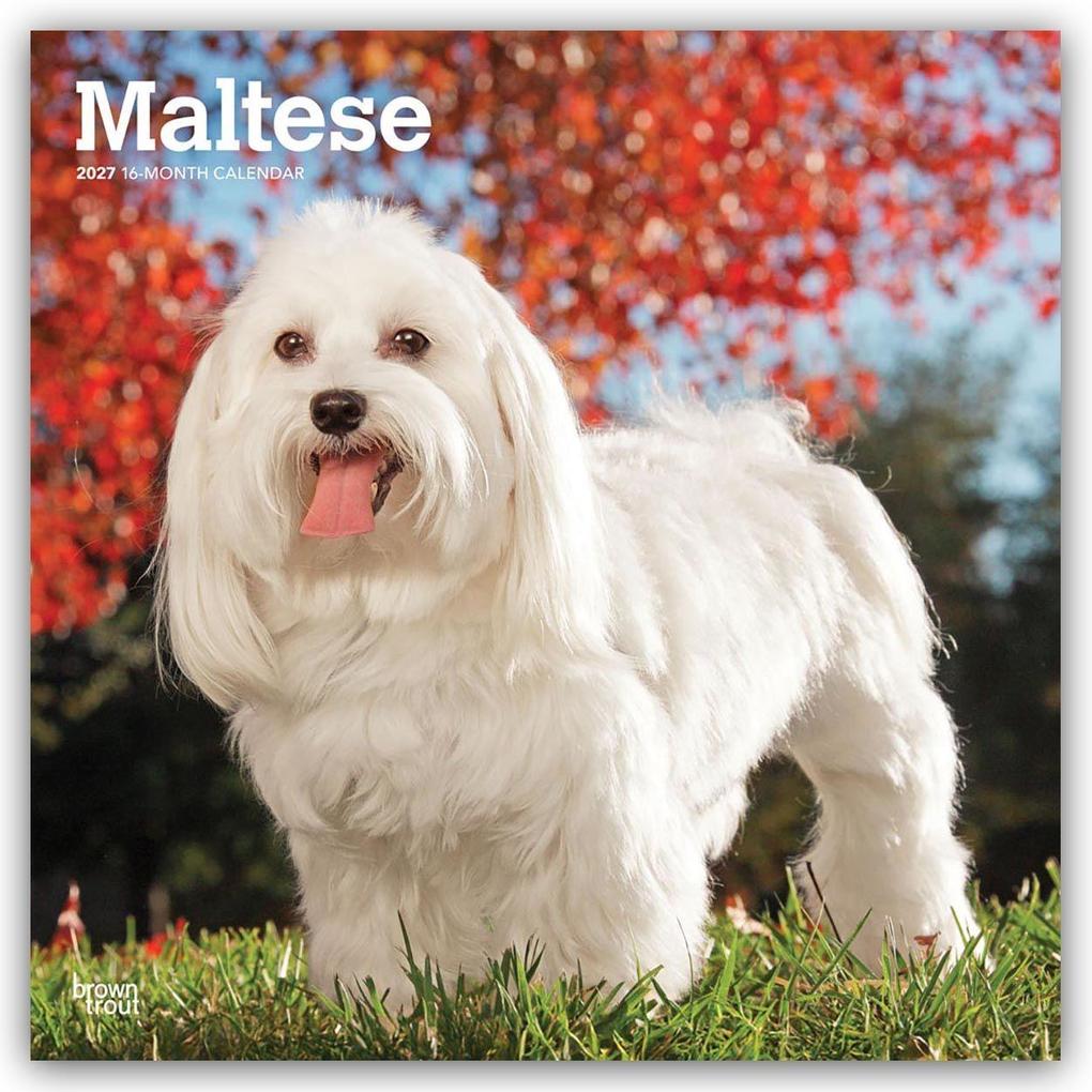 Maltese - Malteser 2027 - 16-Monatskalender