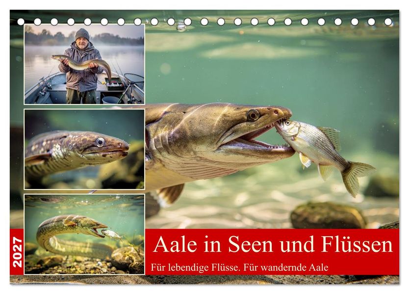 Aale in Seen und Flüssen (Tischkalender 2027 DIN A5 quer) CALVENDO Monatskalender