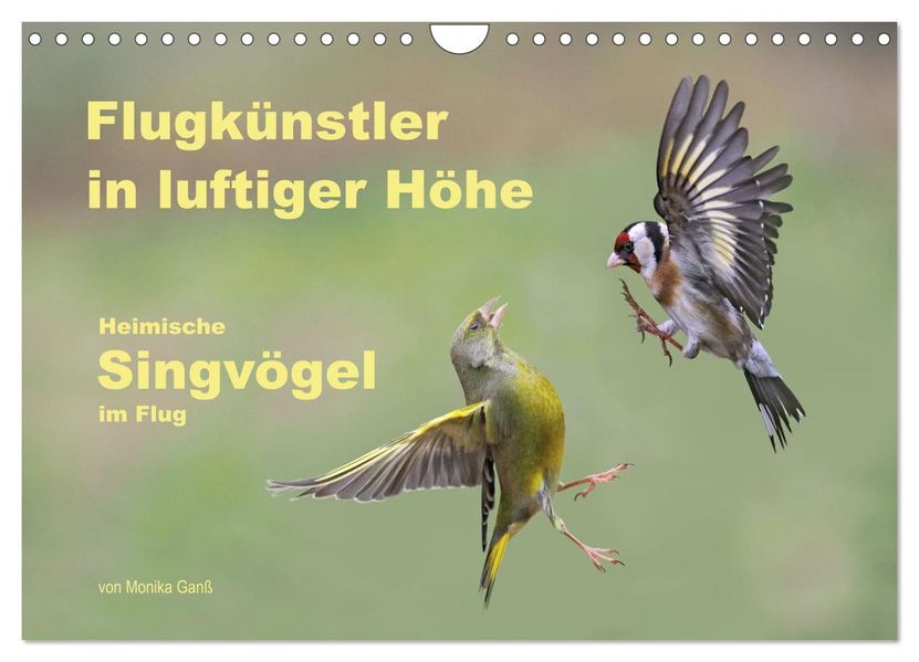 Flugkünstler in luftiger Höhe - Heimische Singvögel im Flug (Wandkalender 2027 DIN A4 quer) CALVENDO Monatskalender