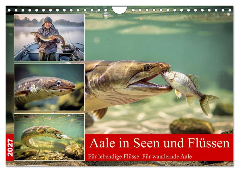Aale in Seen und Flüssen (Wandkalender 2027 DIN A4 quer) CALVENDO Monatskalender