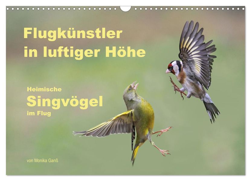 Flugkünstler in luftiger Höhe - Heimische Singvögel im Flug (Wandkalender 2027 DIN A3 quer) CALVENDO Monatskalender