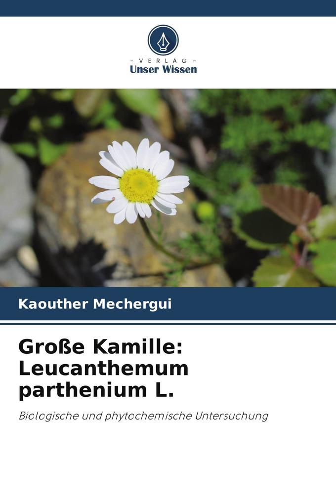 Große Kamille: Leucanthemum parthenium L.