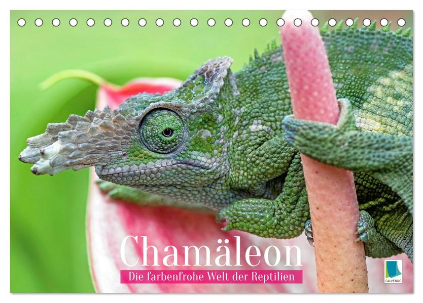 Chamäleon: Die farbenfrohe Welt der Reptilien (Tischkalender 2027 DIN A5 quer) CALVENDO Monatskalender