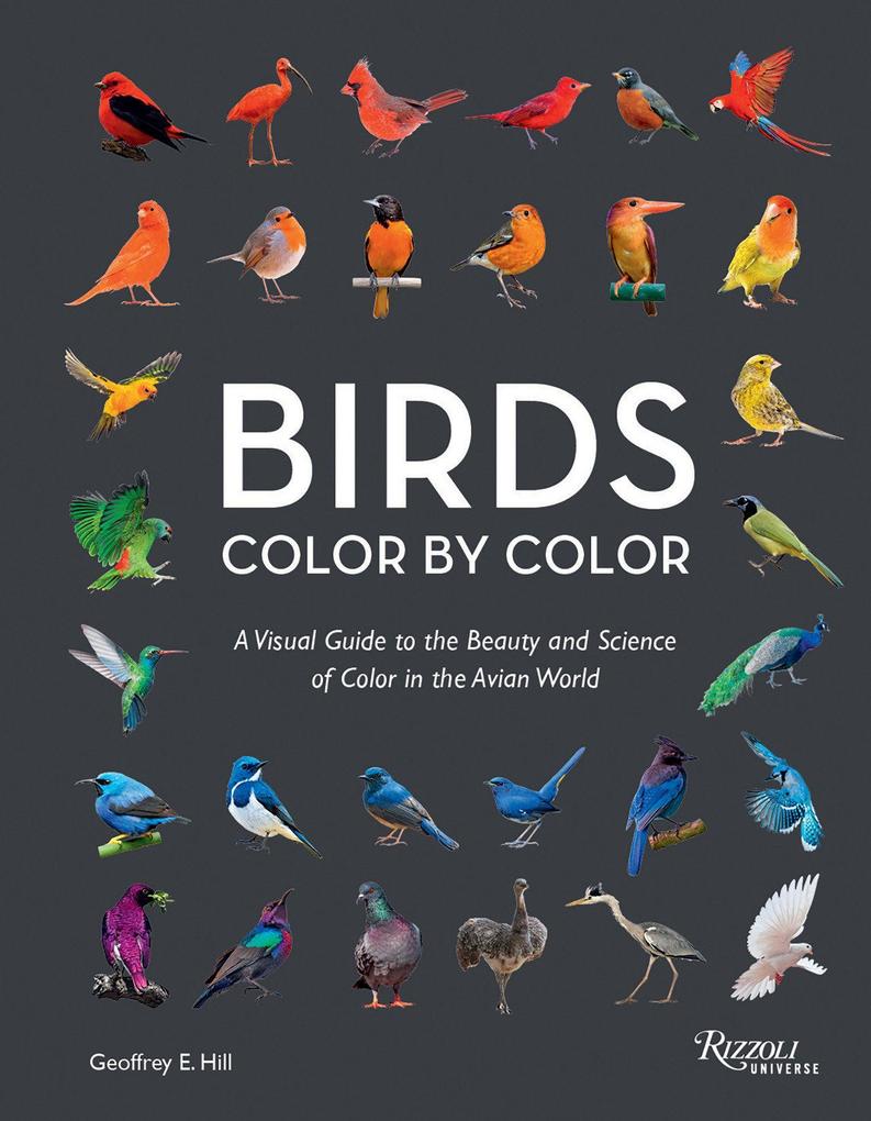 Birds Color by Color
